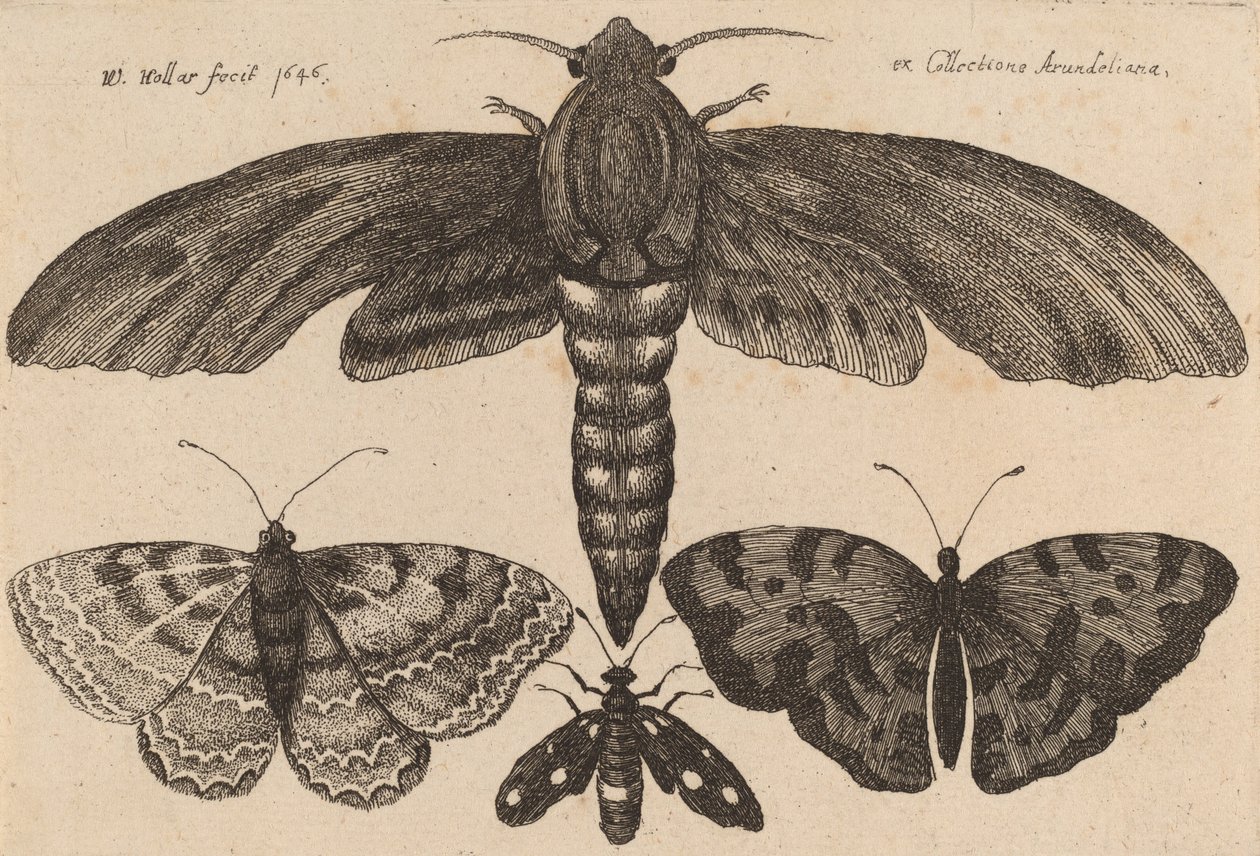 Güve ve Üç Kelebek, 1646. by Wenceslaus Hollar
