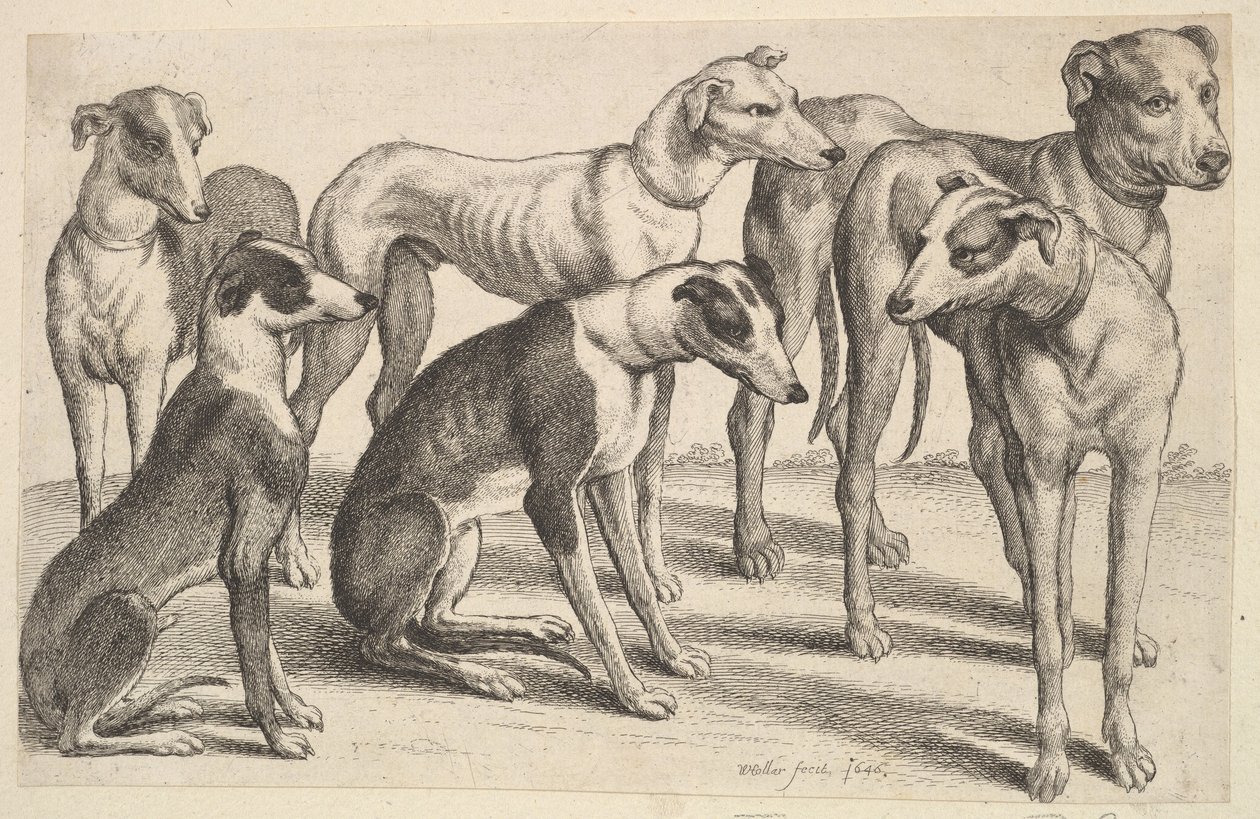 Altı Tazı, 1646. by Wenceslaus Hollar