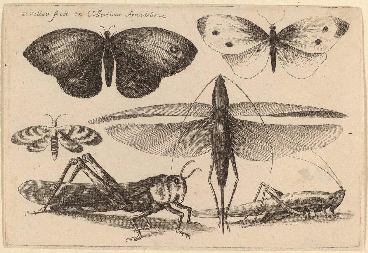 Altı Böcek by Wenceslaus Hollar