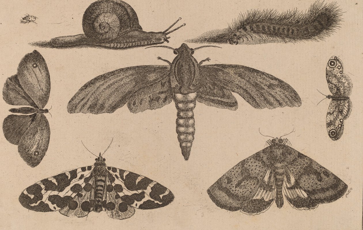 Altı Böcek, Tırtıl ve Salyangoz. by Wenceslaus Hollar