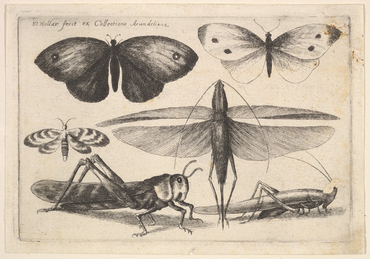 Altı böcek, 1646. by Wenceslaus Hollar