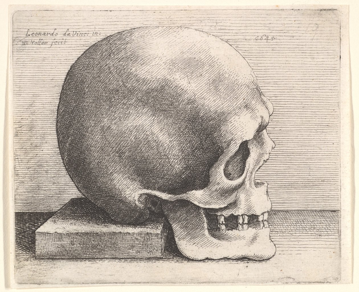 Sağdaki profilde kafatası, 1645. by Wenceslaus Hollar
