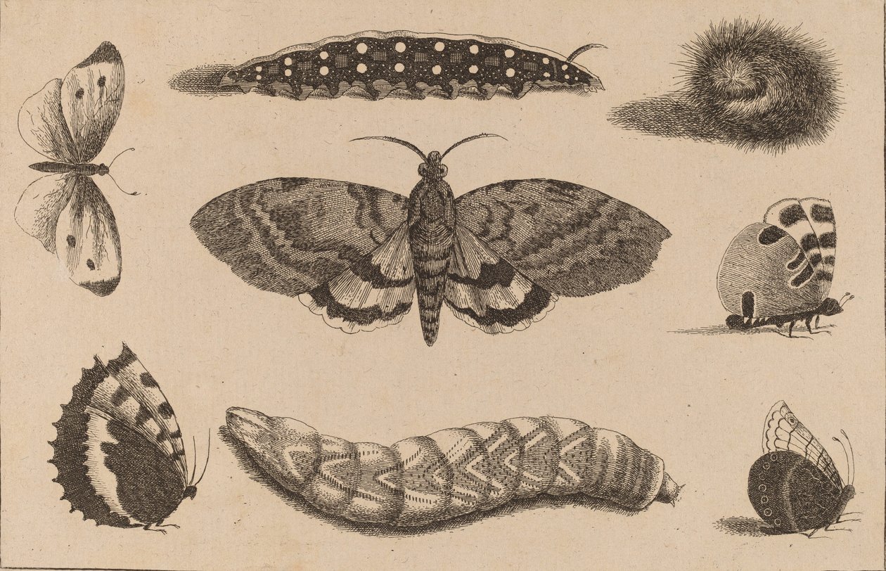 Üç Tırtıl, Bir Güve ve Dört Kelebek. by Wenceslaus Hollar