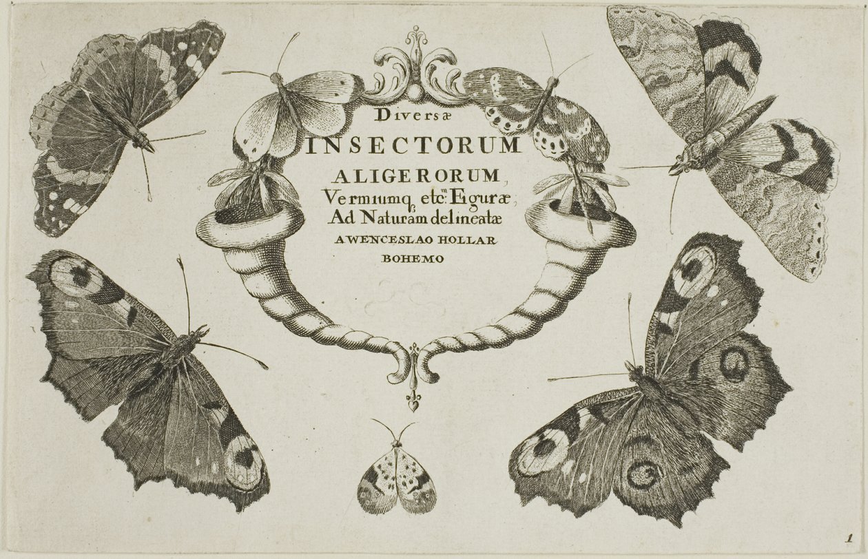 Çeşitli Böceklerden Başlık Sayfası by Wenceslaus Hollar