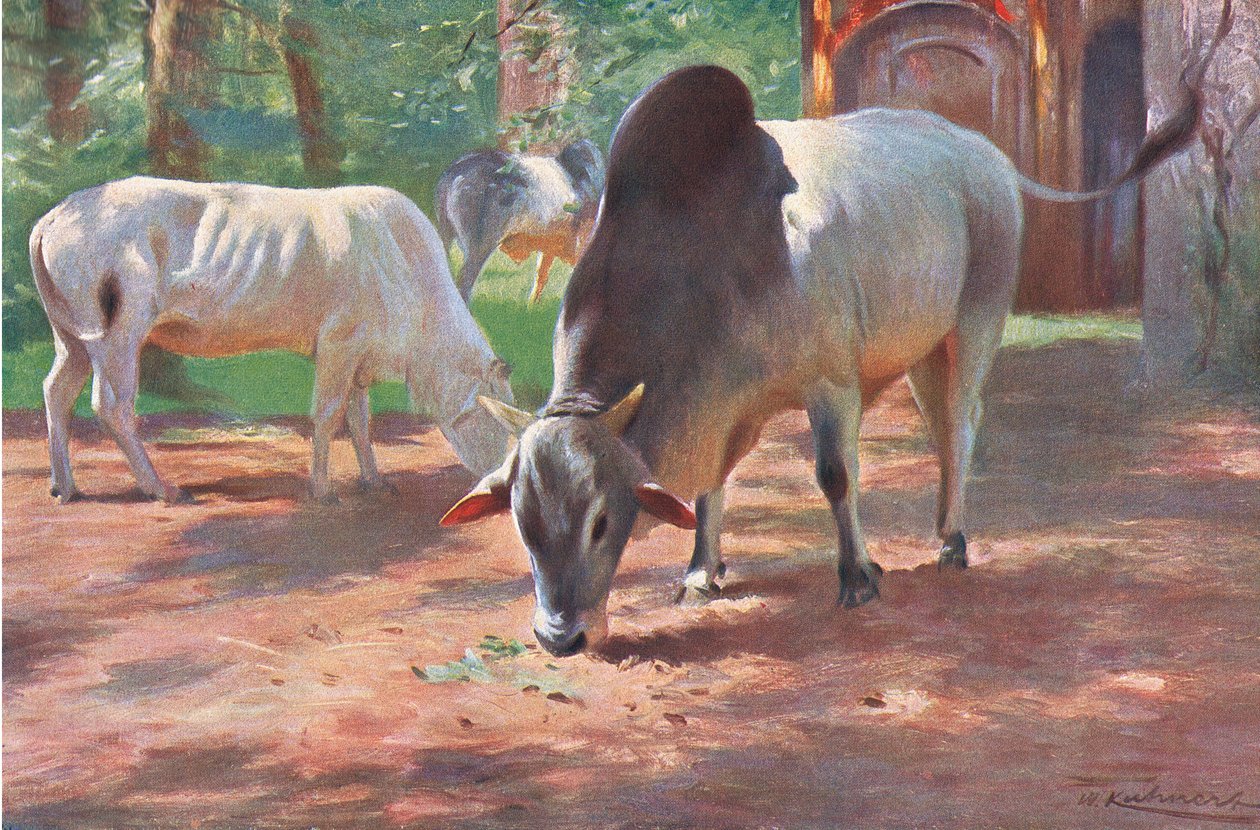 Frederick Warne & Co tarafından yayınlanan Wildlife of the World