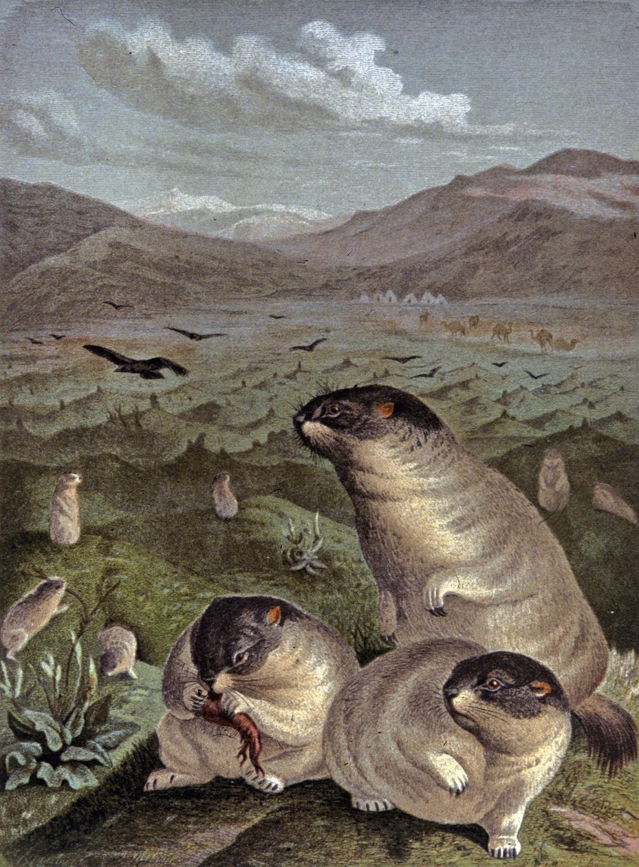 Gine domuzu by Wilhelm Kuhnert