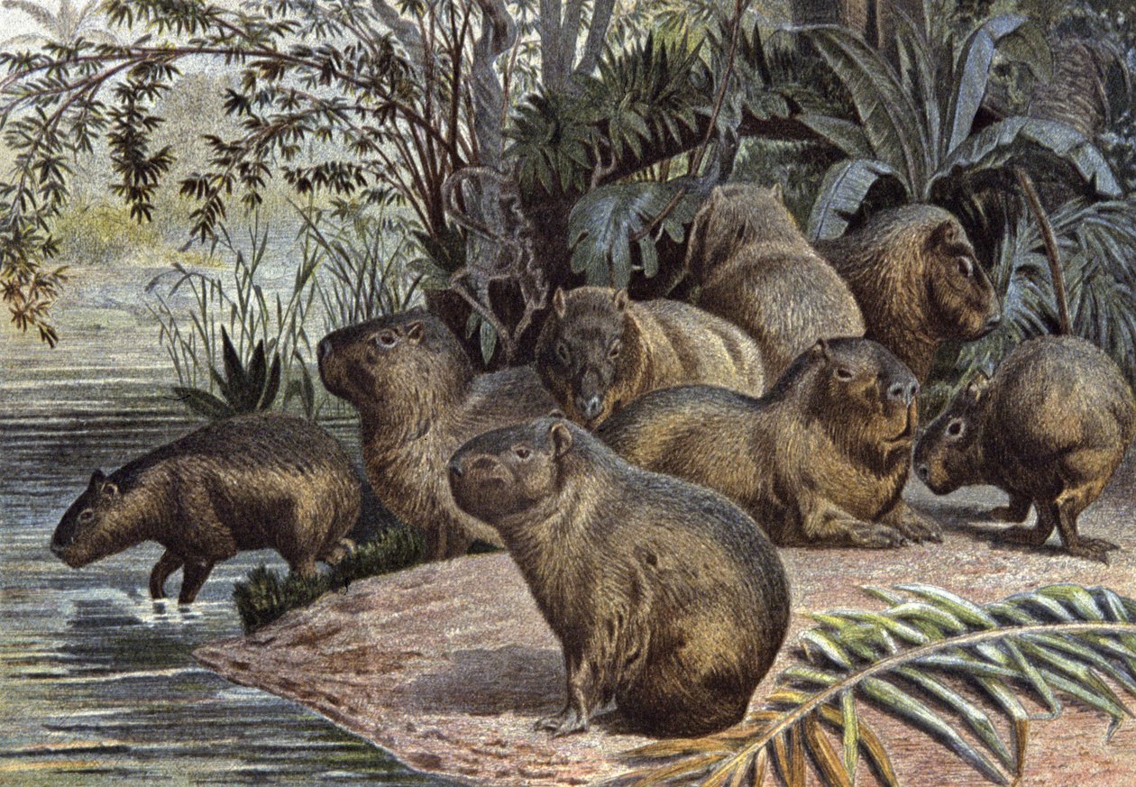 Kapibaralar by Wilhelm Kuhnert