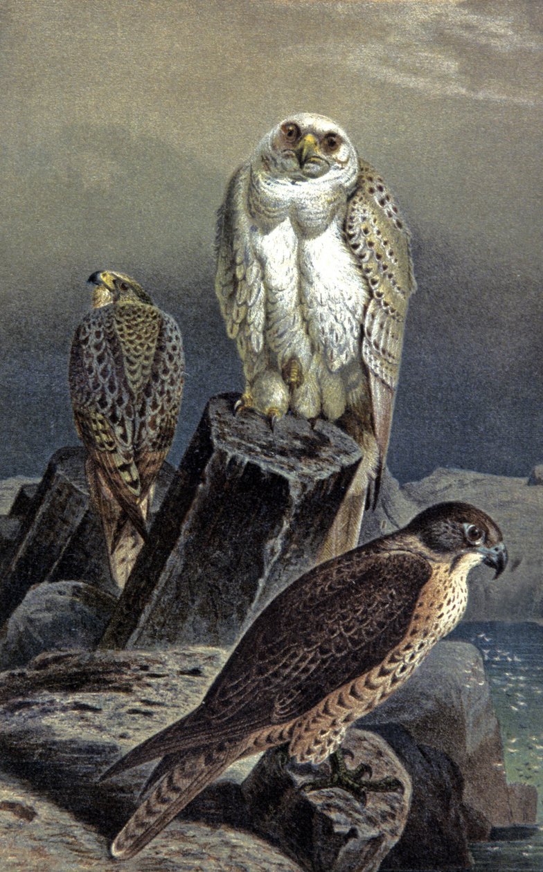 Av Şahini, 1910 dolayları (resim) by Wilhelm Kuhnert