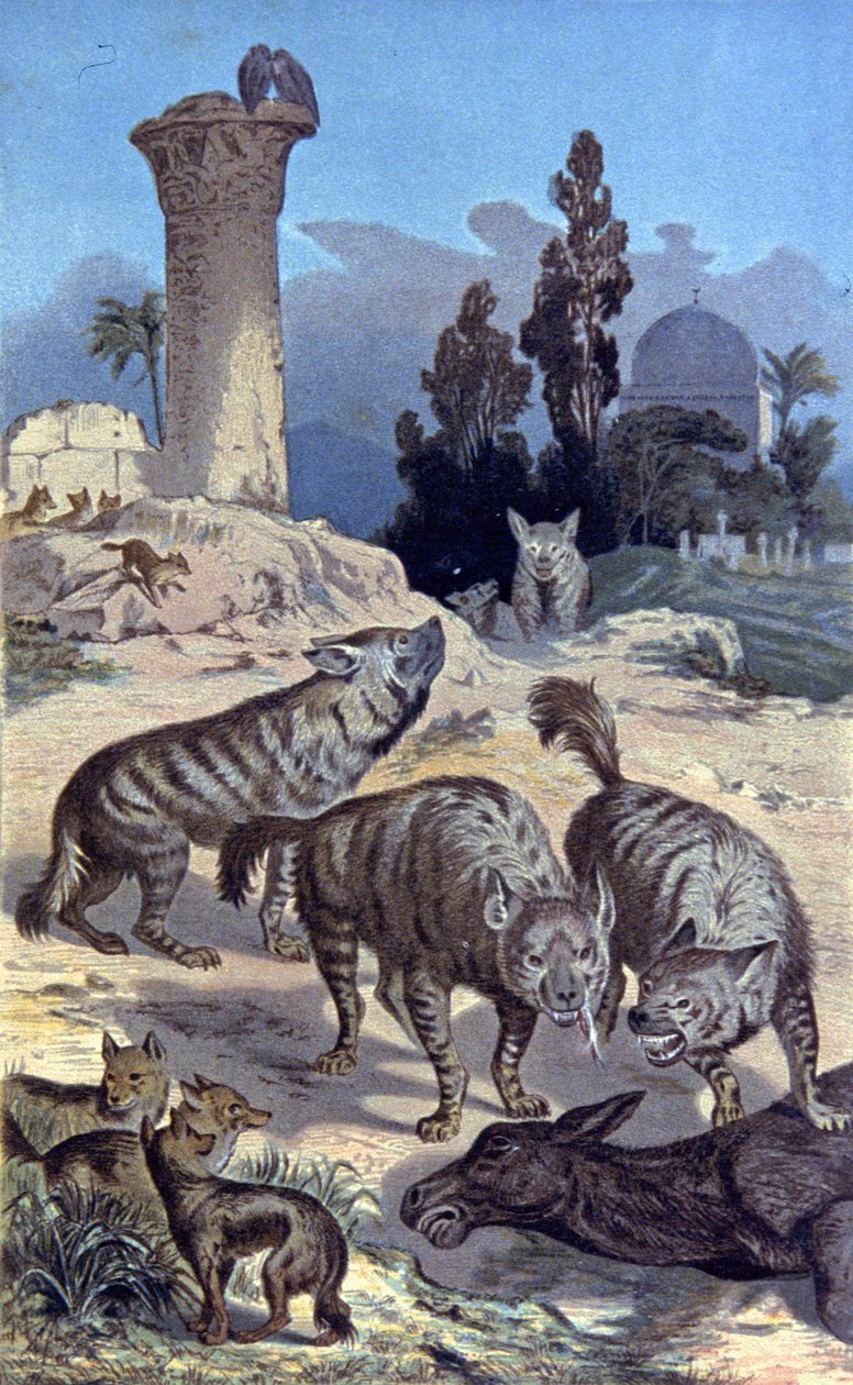Sırtlan by Wilhelm Kuhnert