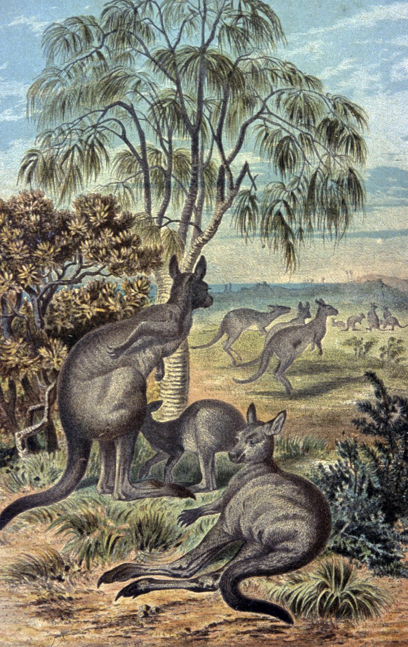Kangurular by Wilhelm Kuhnert