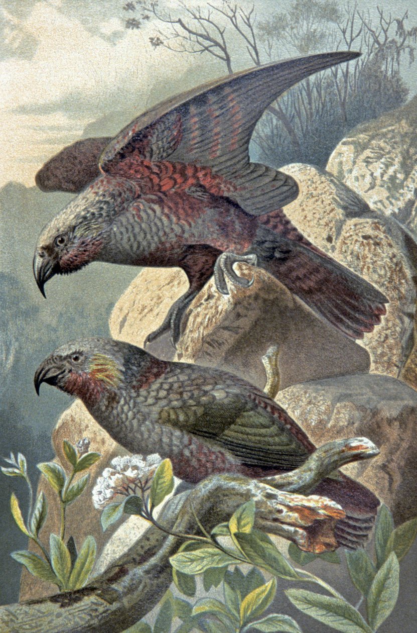 Kea, Nestor dikkat çekici, 1910 dolayları (resim) by Wilhelm Kuhnert