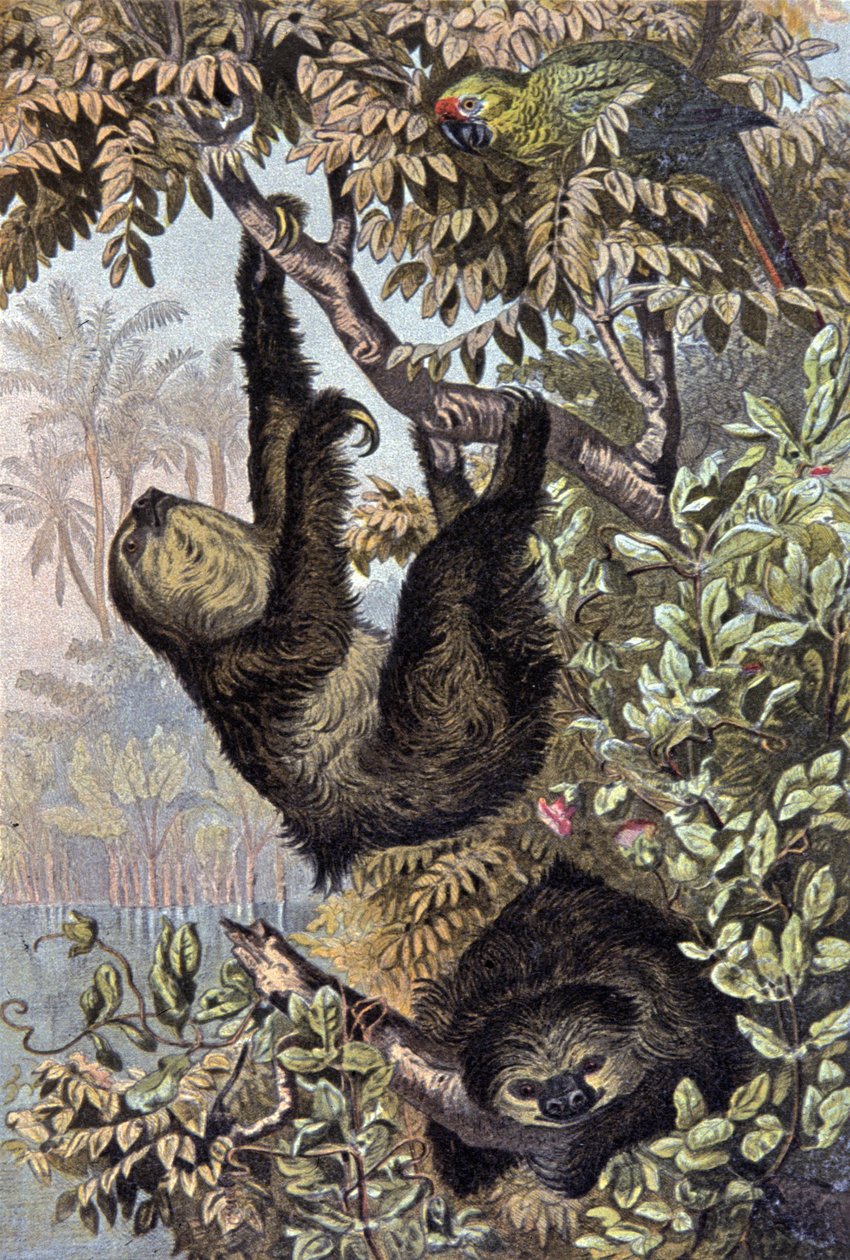 Tembellik by Wilhelm Kuhnert