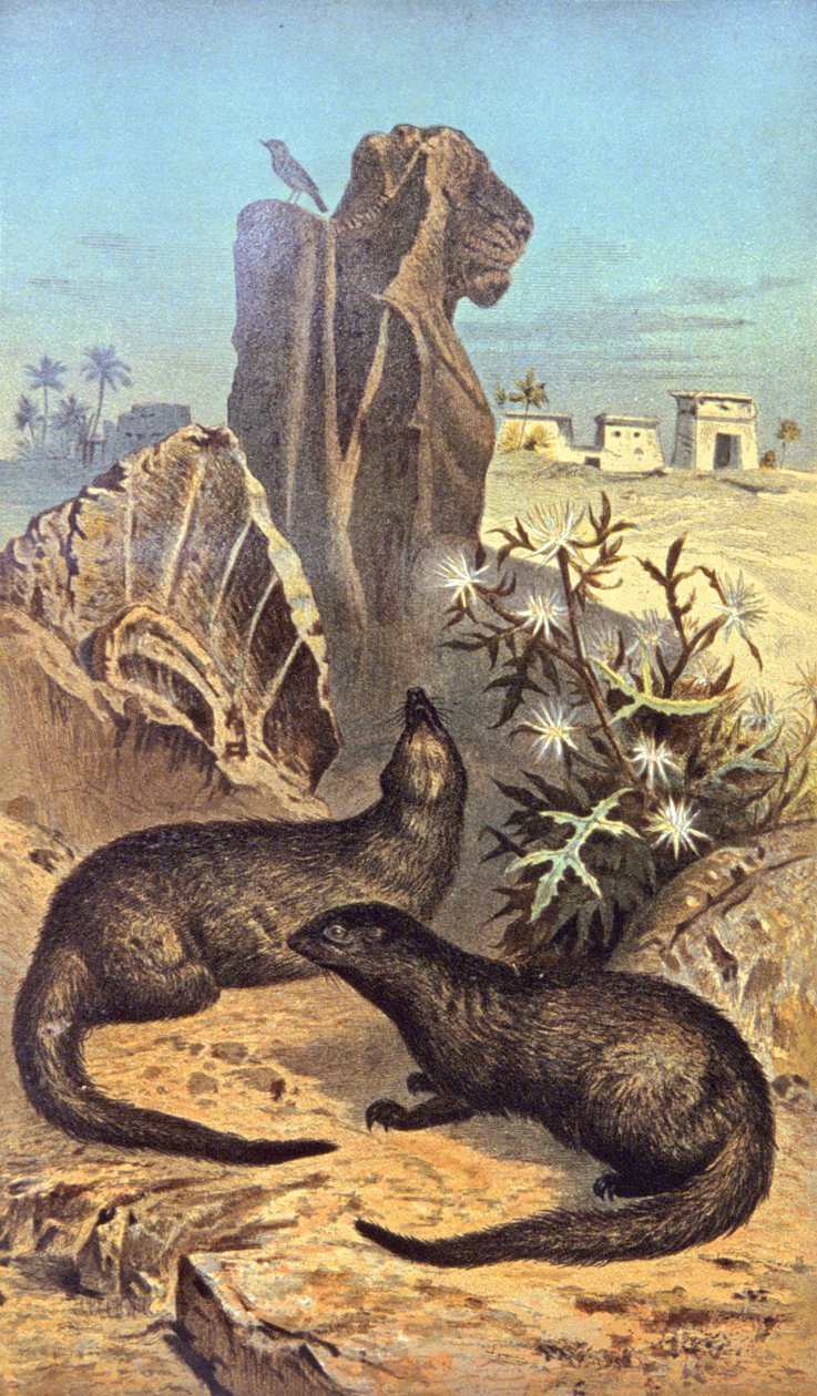 Firavunların faresi by Wilhelm Kuhnert
