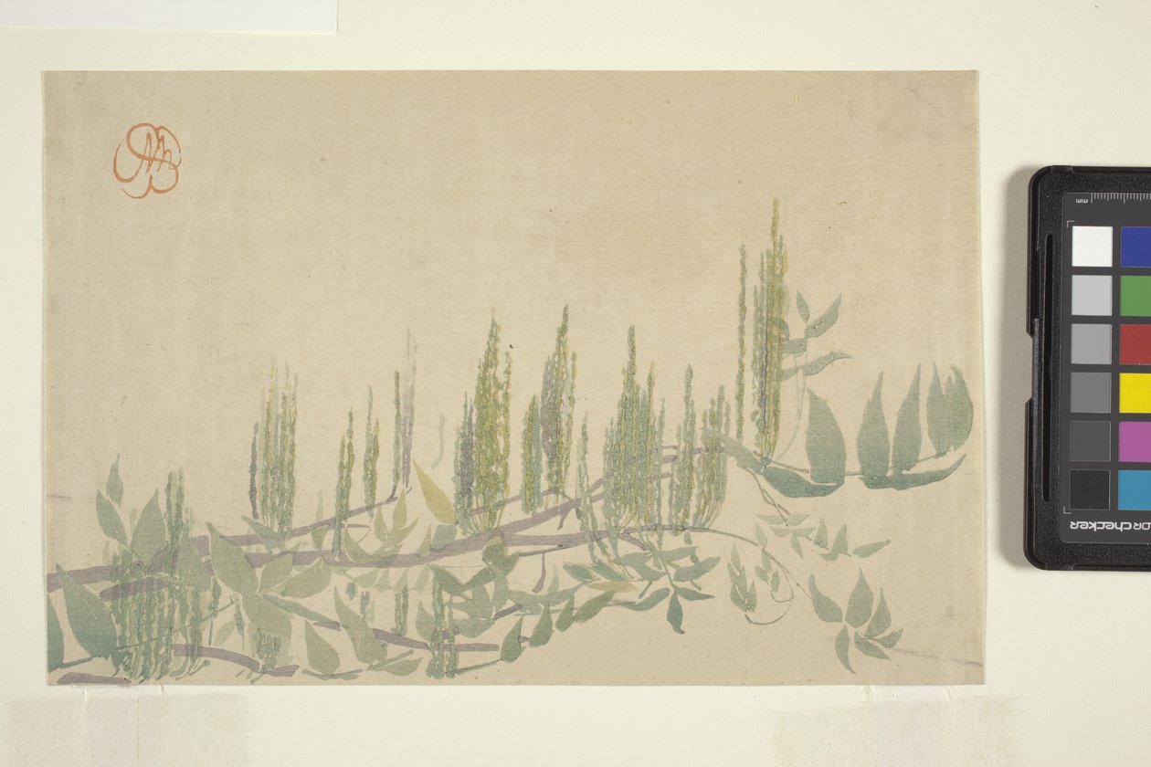 Wisteria, c.1908 (renkli tahta baskı) by Wilhelmina Seegmiller