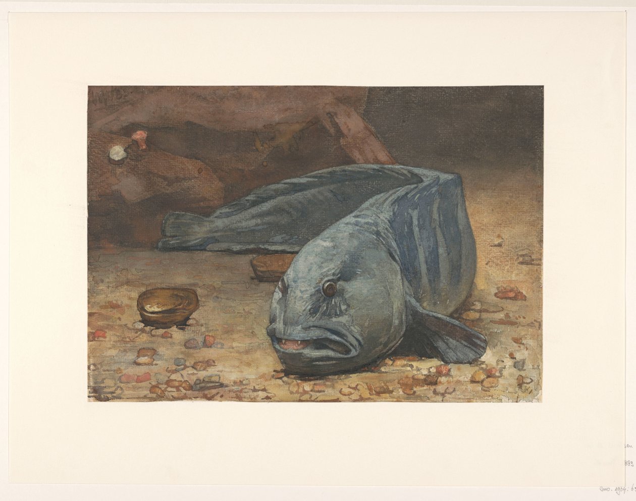 Akvaryumun dibindeki kurt balığı by Willem Arnoldus Witsen