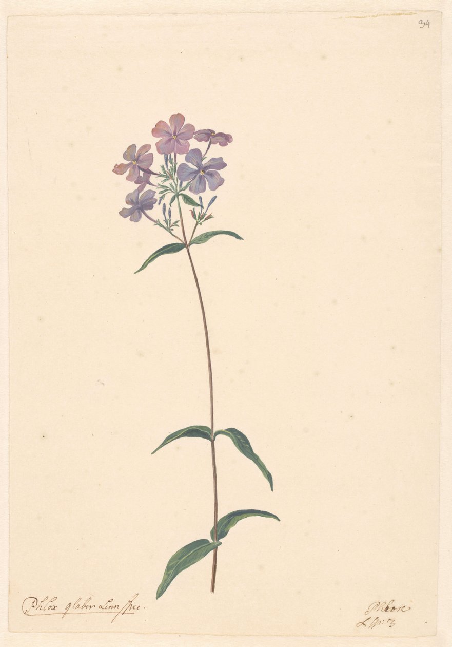 Bir phlox dalı by Willem van Leen (attributed to)