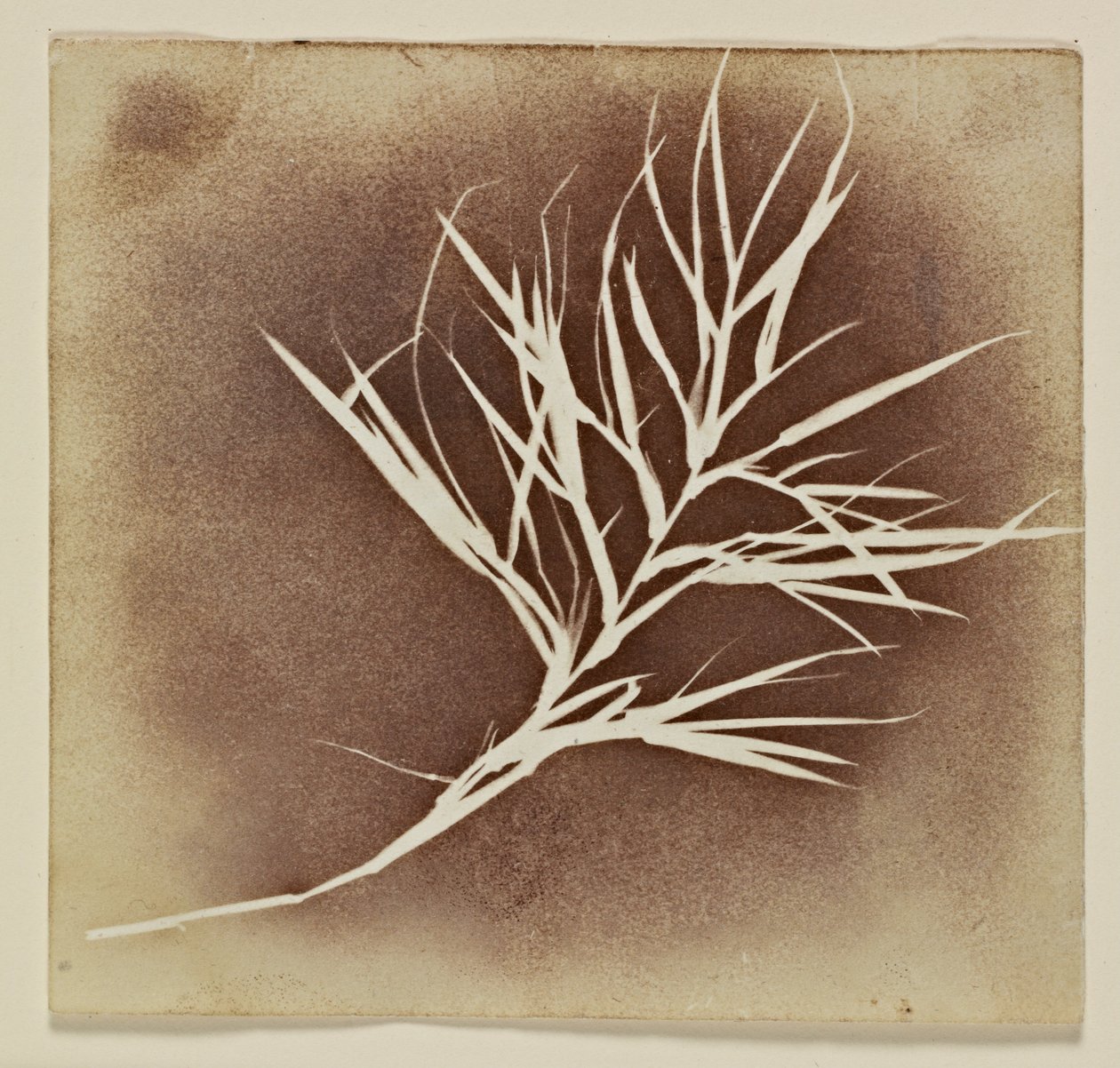 Bir Bitkinin Fotojenik Çizimi by William Henry Fox Talbot