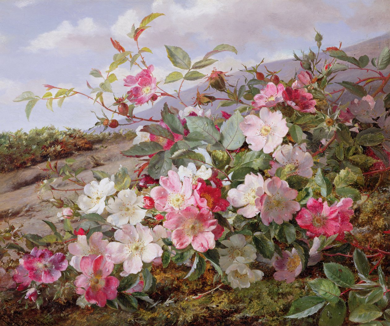 ಎಗ್ಲಾಂಟೈನ್, 1883 ಟರ್ಕ್ by William Jabez Muckley