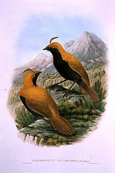 Cnemophilus Macgregorii, Orak Tepeli Cennet Kuşu by M. Hart