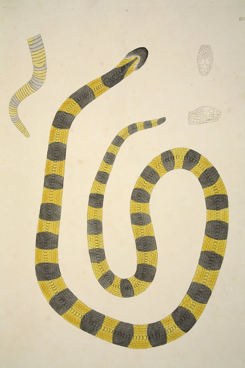 Bungarum Pamah, Coromandel Sahilinde Toplanan Hint Yılanlarının Bir Hesabından, pub. 1796 (el renkli gravür) by William Skelton