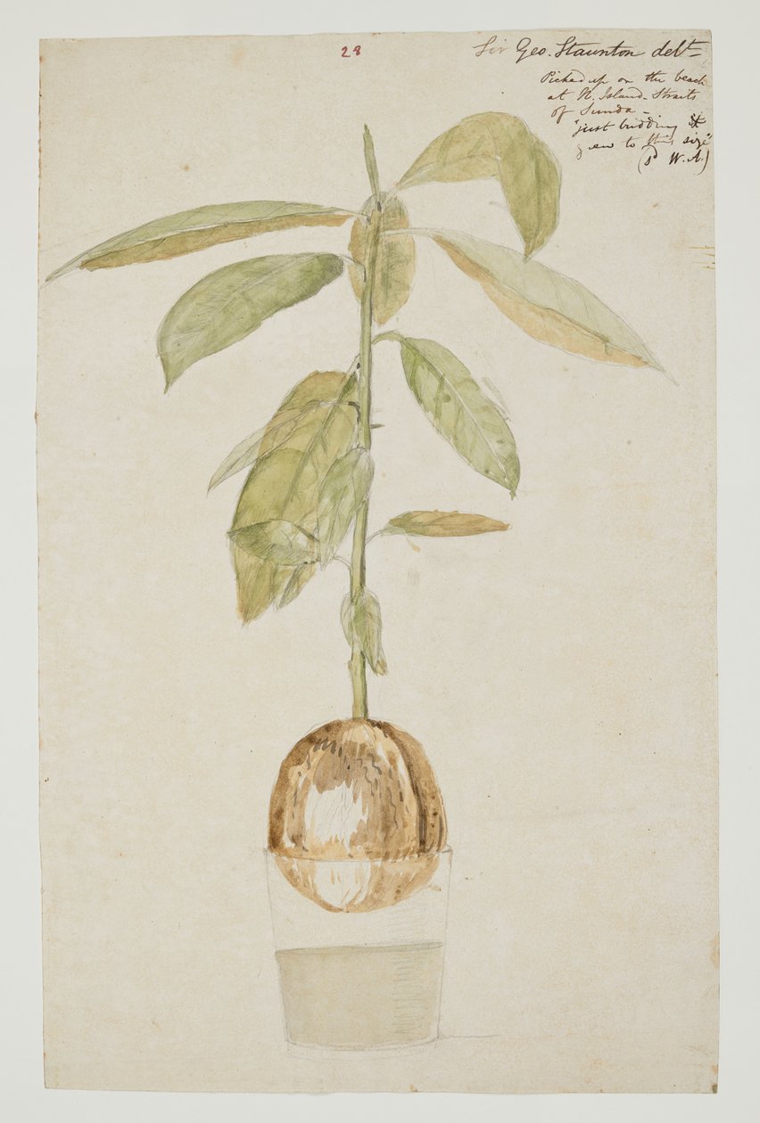WD 961 f.28 by William Alexander