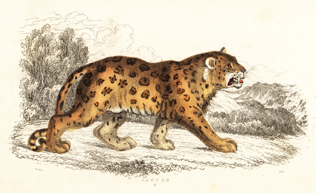 Jaguar, Panthera onca., 1834 (gravür) by William Alexander Forbes