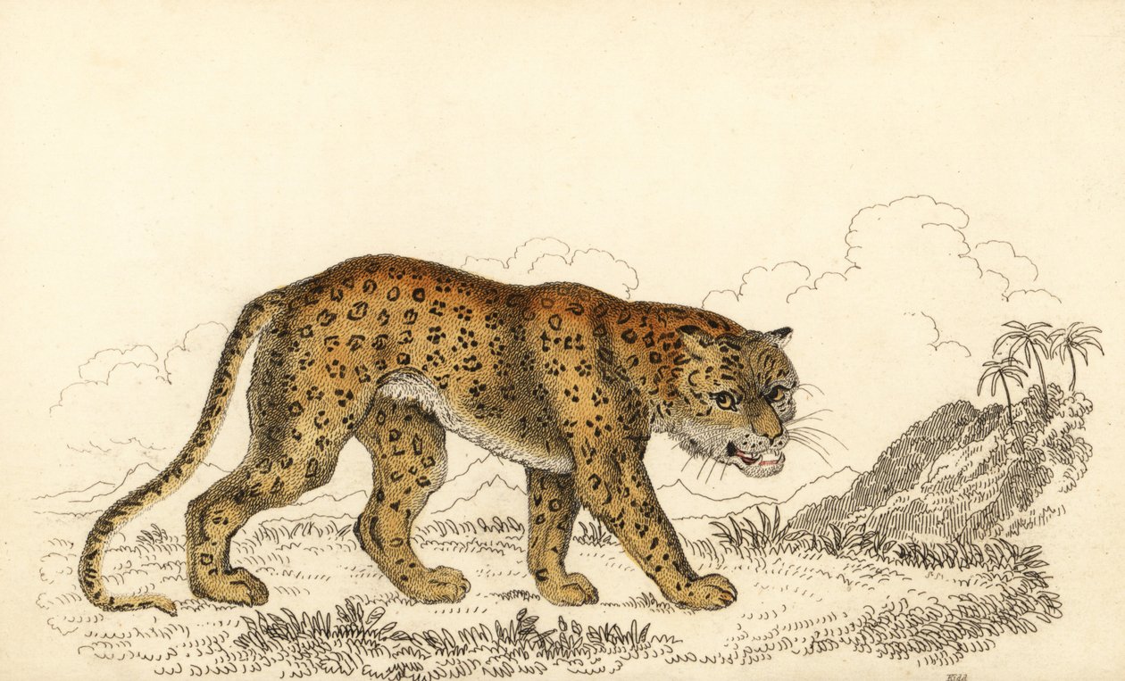 Leopar, Panthera pardus, savunmasız., 1834 (gravür) by William Alexander Forbes