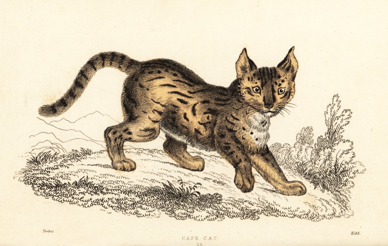 Serval, Leptailurus serval.,1834 (gravür) by William Alexander Forbes
