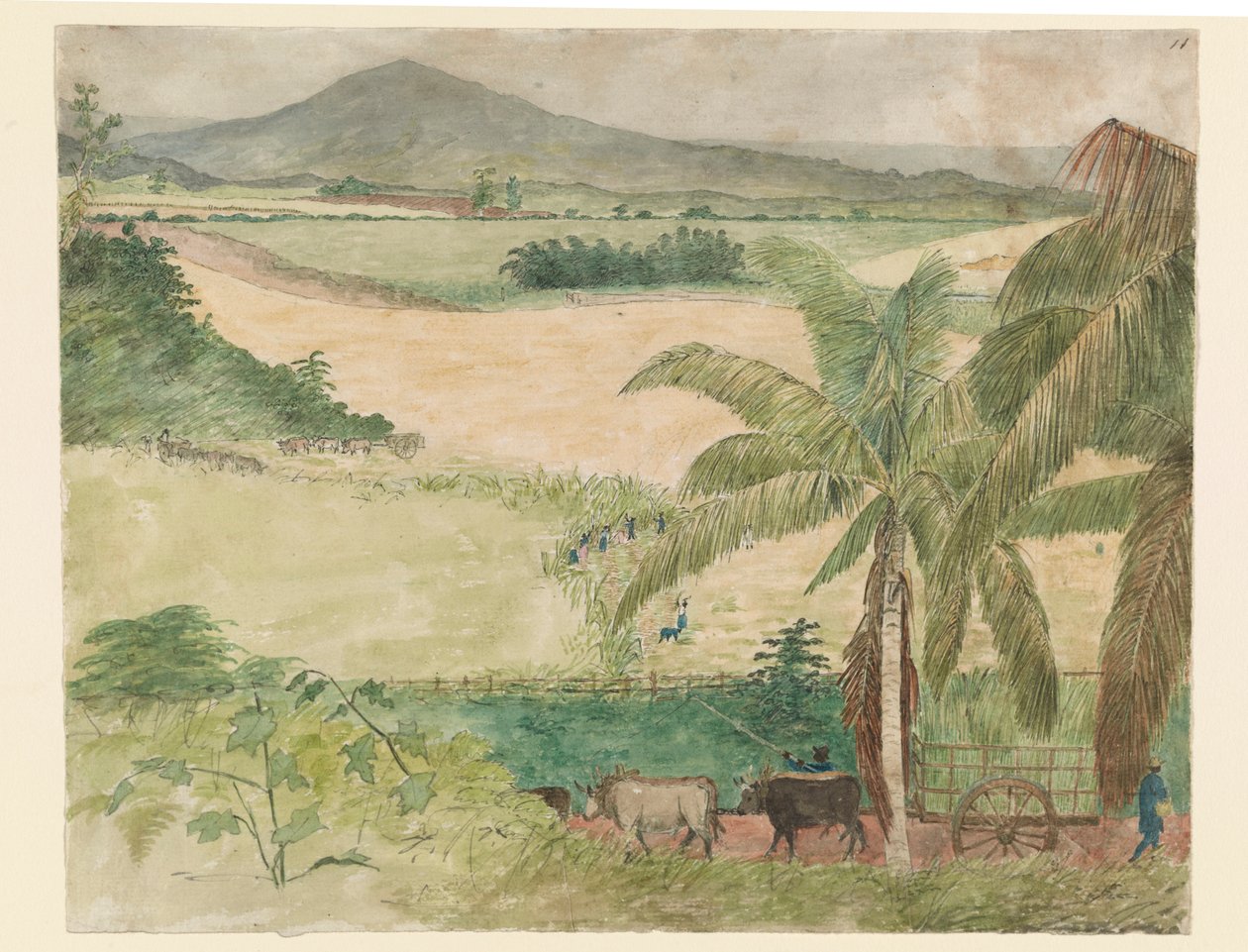 Sugar Estate - köle kesme kamışı by William     Berryman