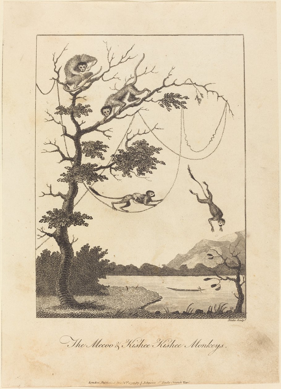 Mecoo ve Kisbee Kishee Maymunları, 1793. by William Blake