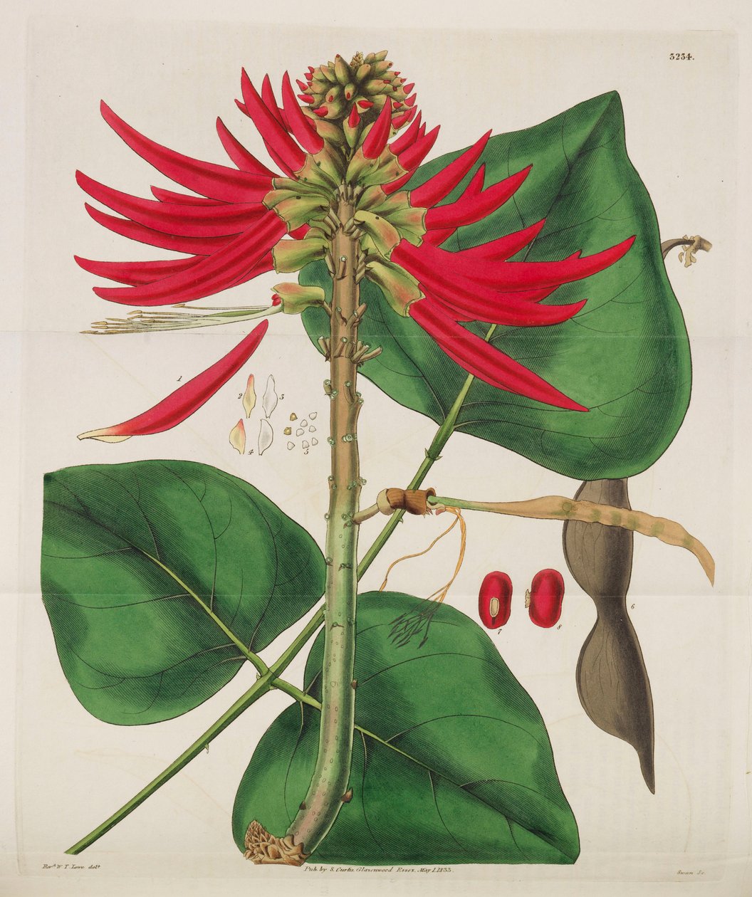 Botanik Dergisi, 1787-1833. by William Curtis