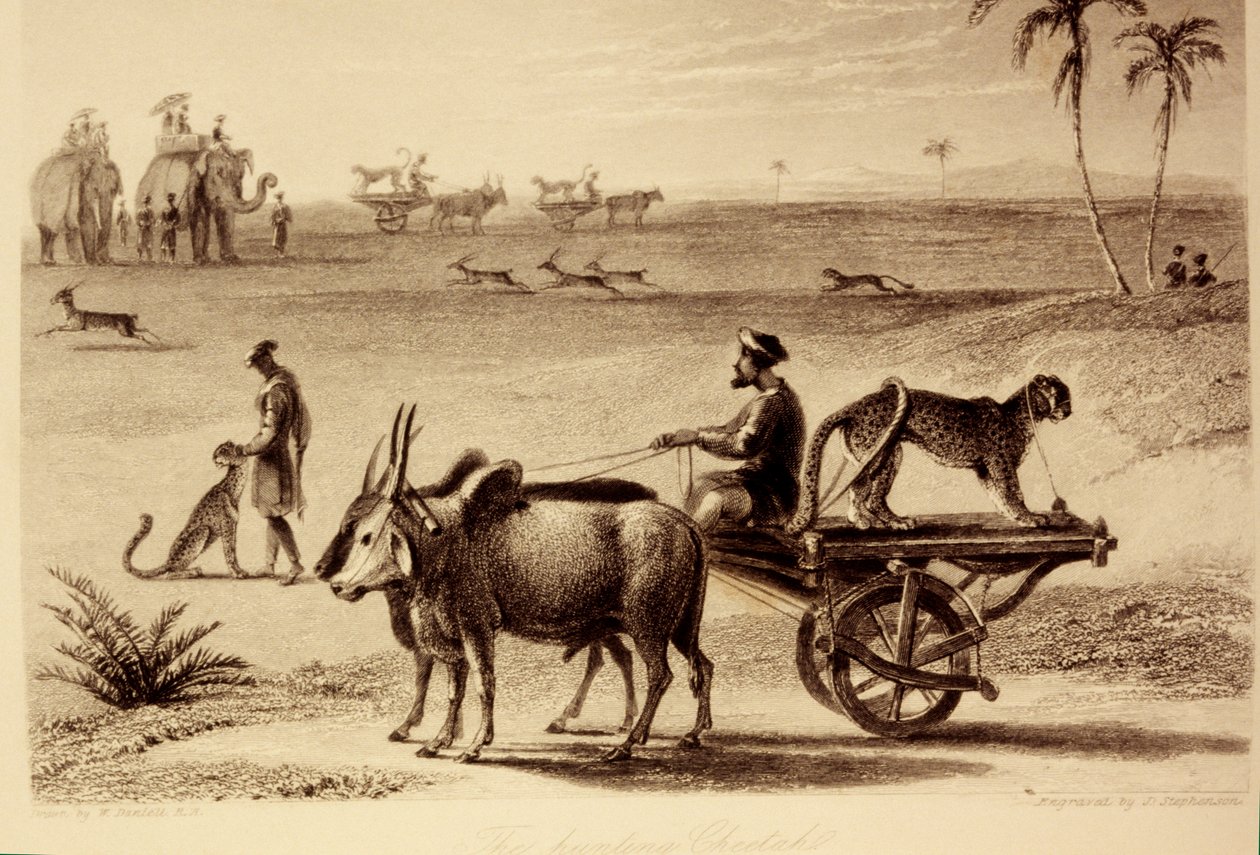 ಬೇಟೆಯಾಡುವ ಚಿರತೆಗಳು ಟರ್ಕಿ by William Daniell