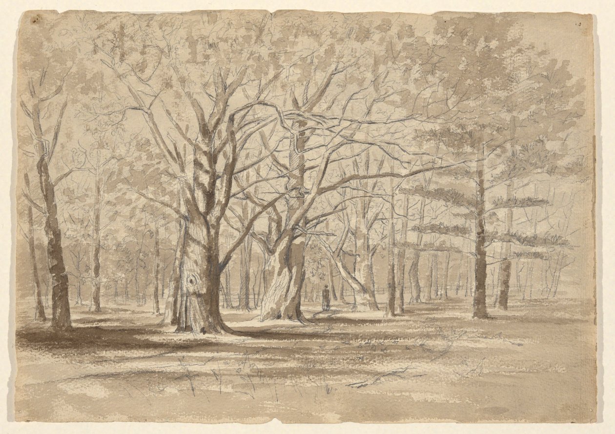 Kolej Ormanı by William Fowler Hopson