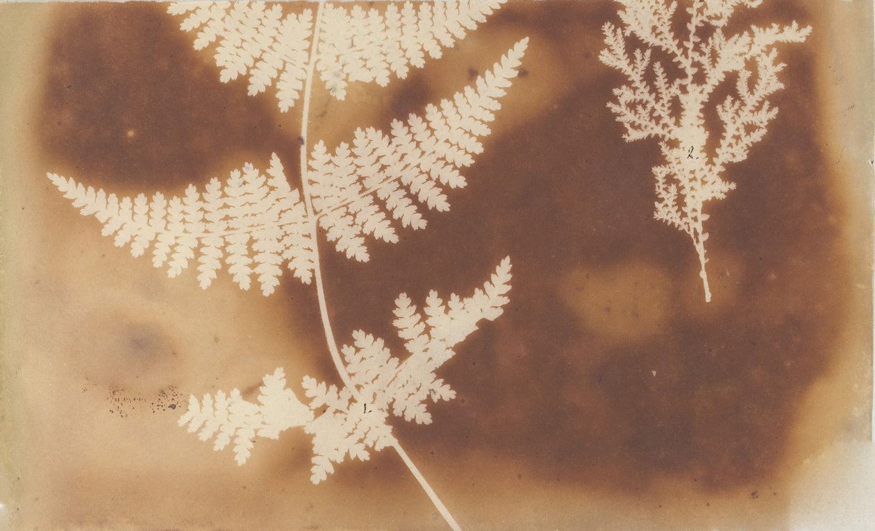 1. Felce. 2. Alga, 1839. by William Henry Fox Talbot