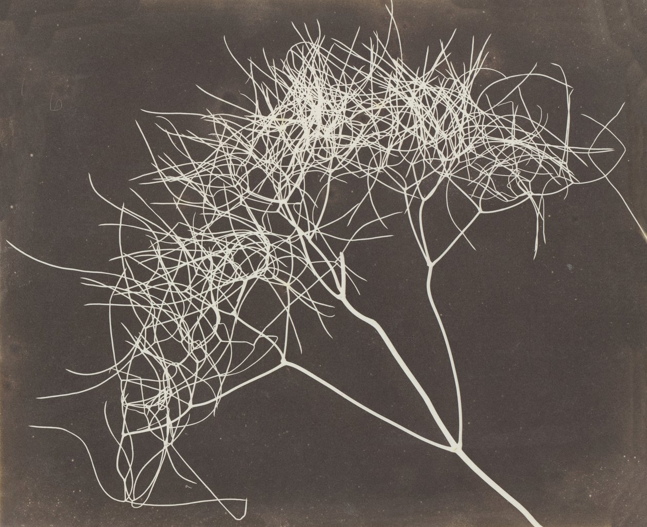[Vahşi Rezene], 1841-42. by William Henry Fox Talbot