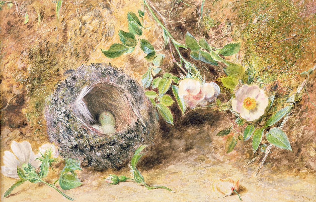 İspinoz Yuvası ile Natürmort by William Henry Hunt