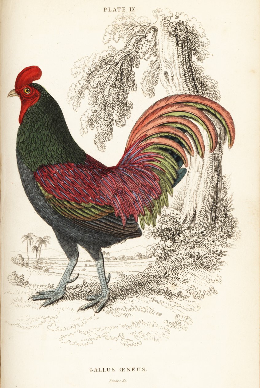 Sumatra