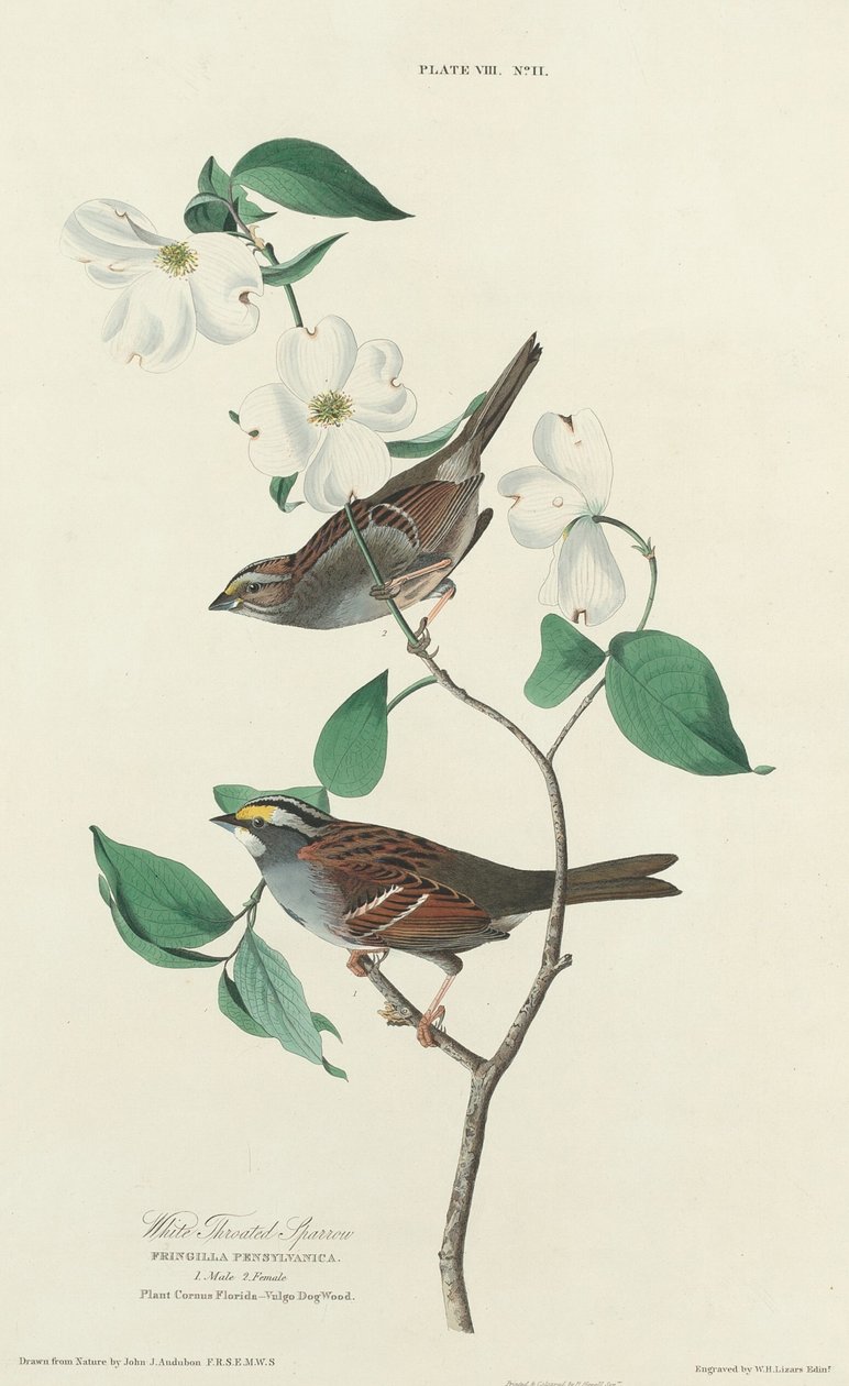 Ak boğazlı serçe, 1827. by William Home Lizars