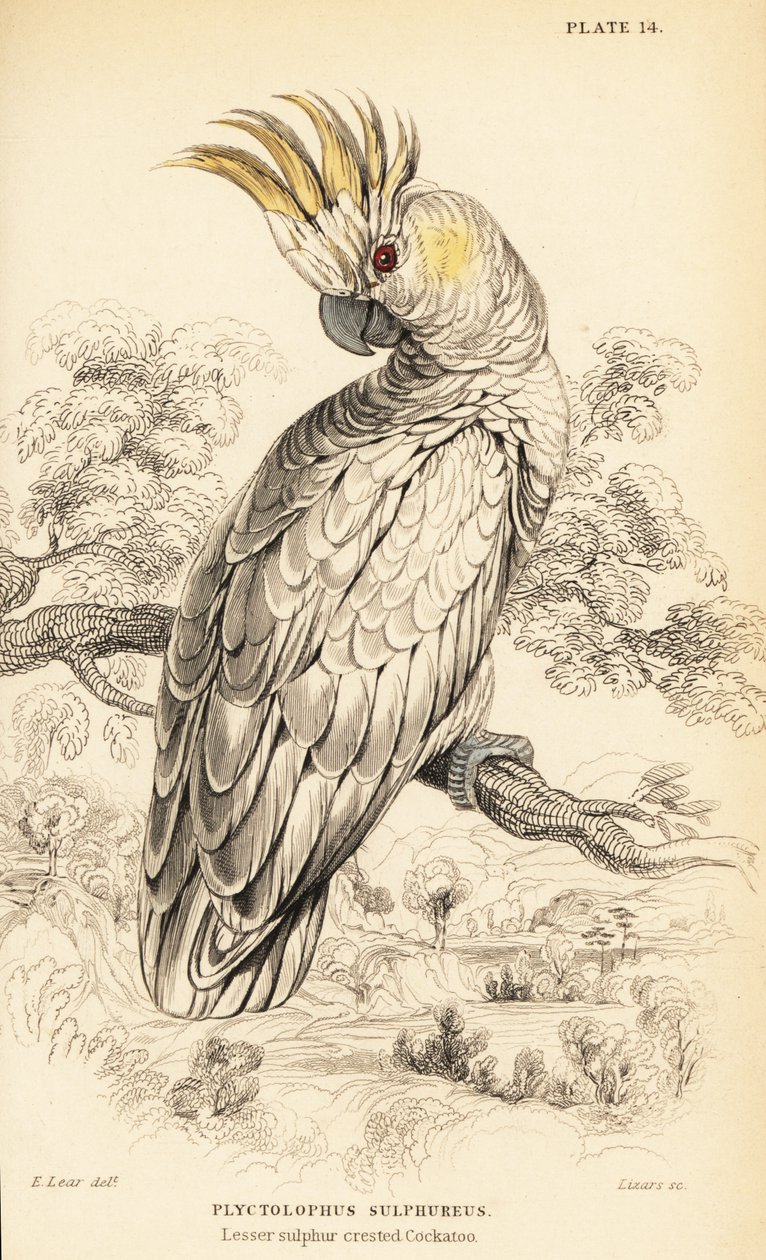 Sarı tepeli kakadu, Cacatua sulphurea by William Home Lizars