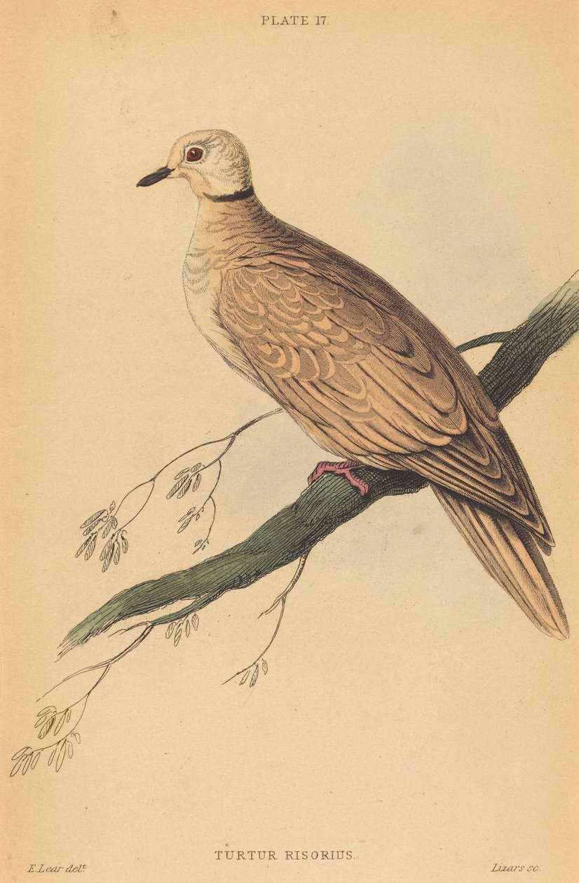 Kaplumbağa Risorius by William Home Lizars after Edward Lear