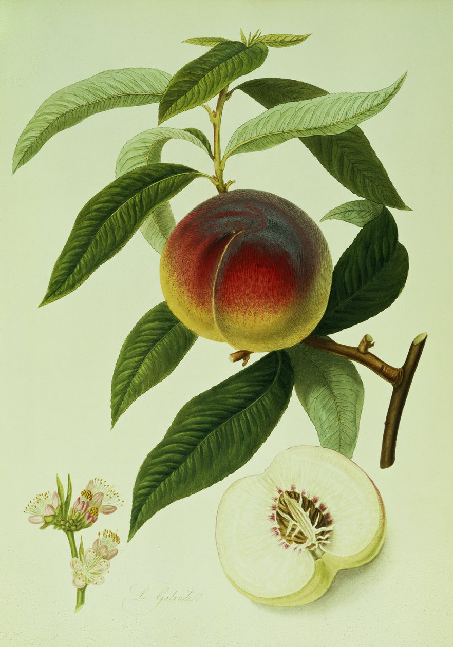 Galande Şeftali (renkli litografi) by William Hooker
