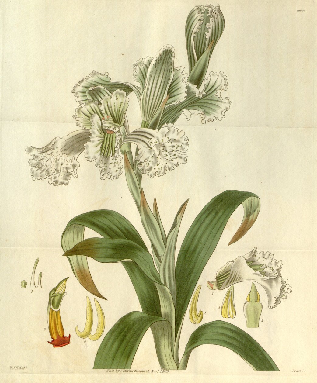 Klora bletioides by William Jackson Hooker