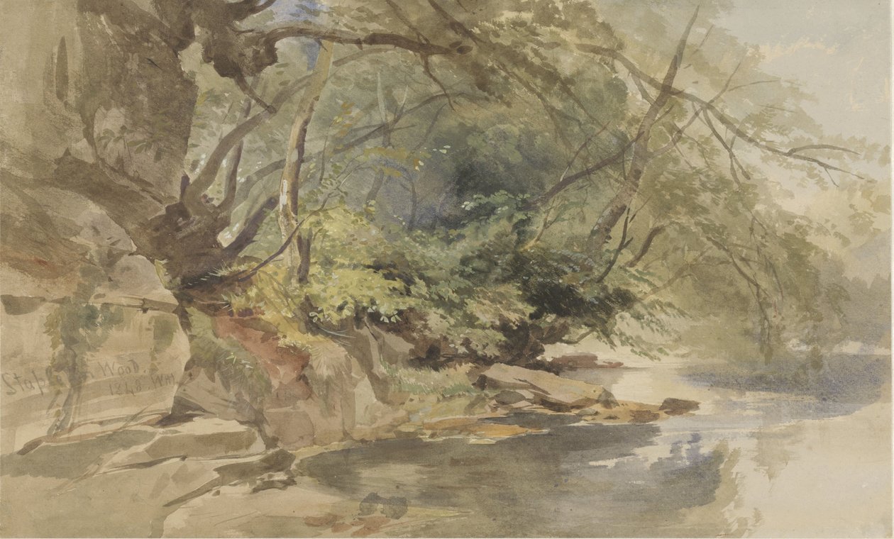 Bristol yakınlarındaki Stapleton Wood