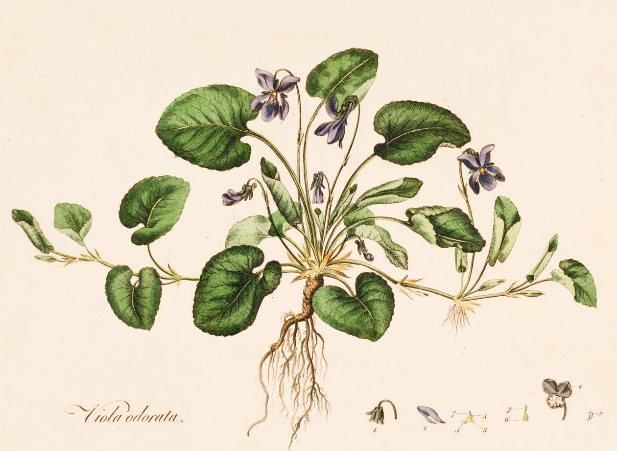 Viola odorata, Tatlı Menekşe, c1770-1790. by William Kilburn