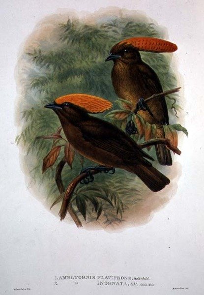 Amblyornis Flavifrons (renkli taş) by William Matthew Hart
