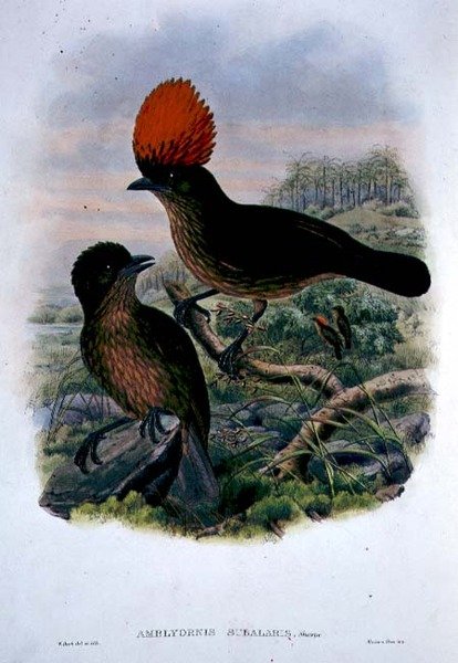 Amblyornis Subalaris (renkli taş) by William Matthew Hart