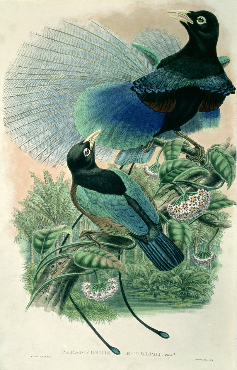 Mavi Cennet Kuşu (renkli taş) by William Matthew Hart
