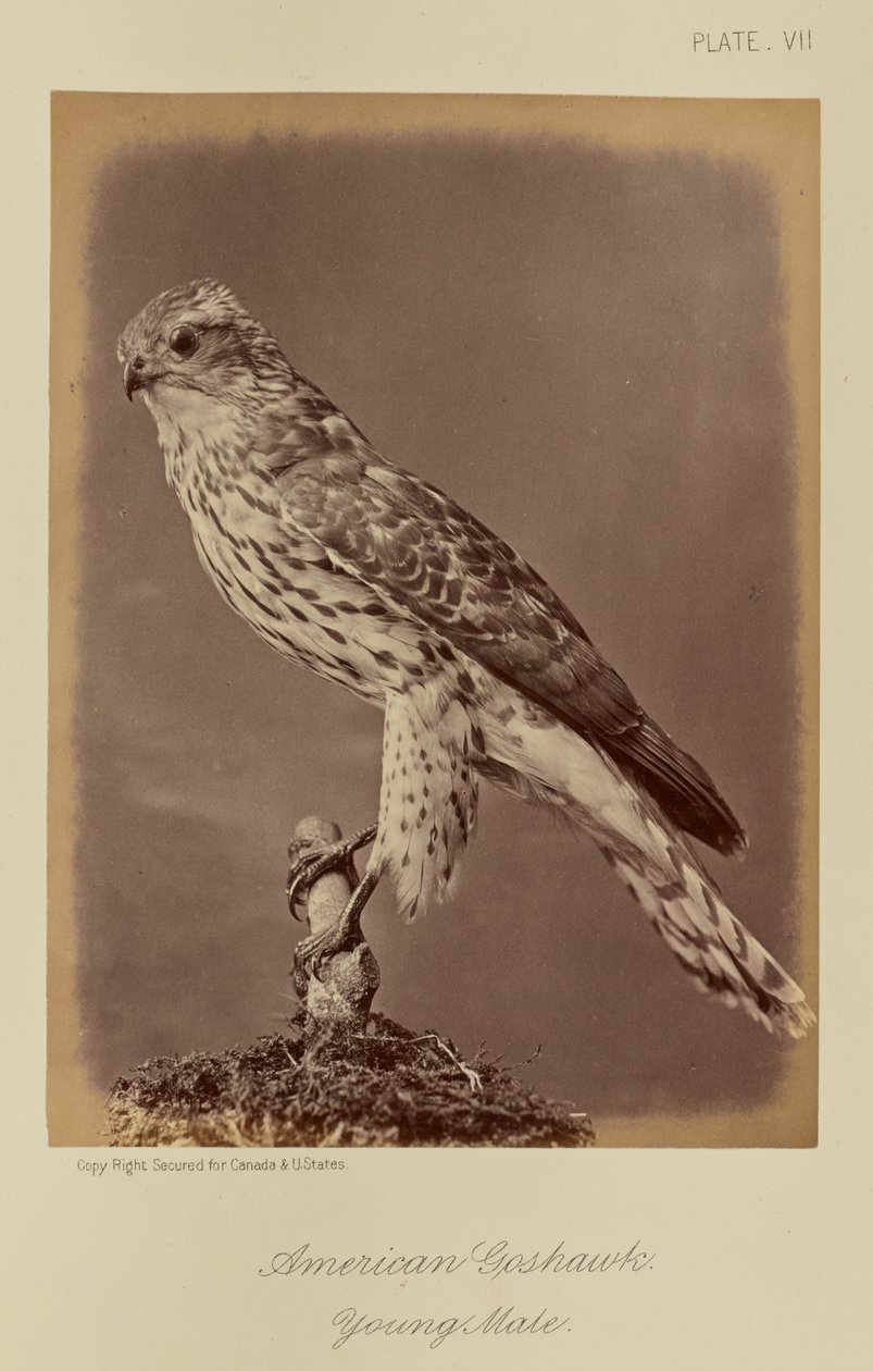  by William Notman