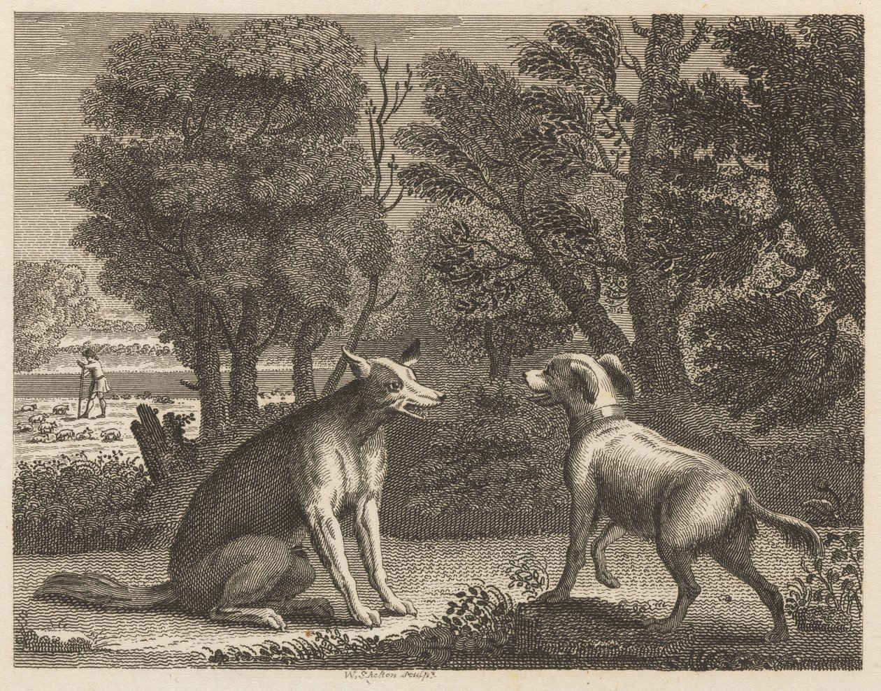 Çoban Köpeği ve Kurt by William Skelton