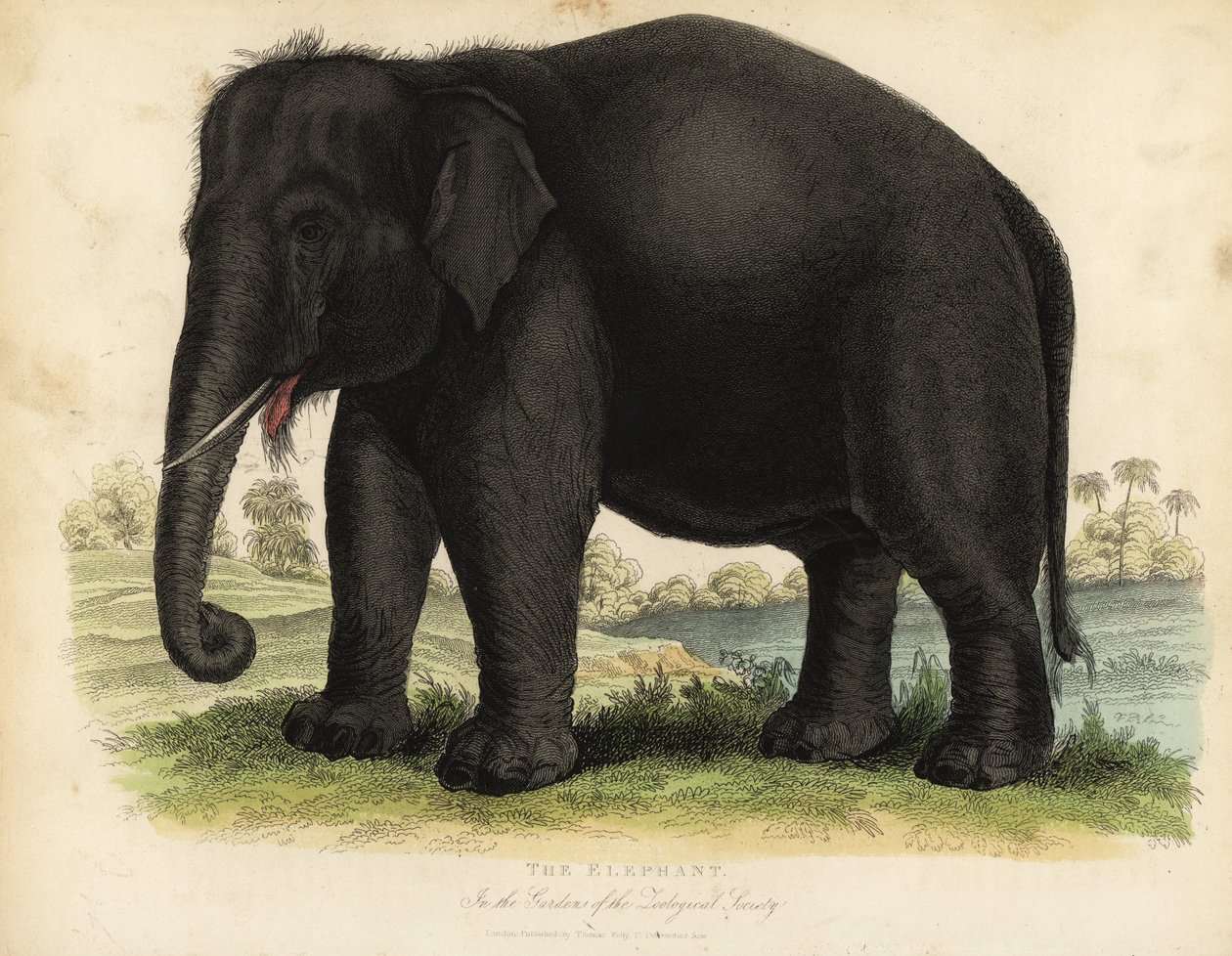 Asya fili, Elephas maximus, tehlikede. by William Smellie